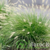 Пеннисетум лисохвостый 'Little Bunny' (Pennisetum al. 'Little Bunny')