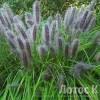Перистощетник лисохвостий  'Moudry' (Pennisetum al. 'Moudry')