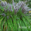 Перистощетник лисохвостий  'Moudry' (Pennisetum al. 'Moudry')