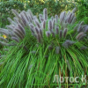 Перистощетник лисохвостий  'Moudry' (Pennisetum al. 'Moudry')