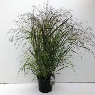 Просо лозове 'Squaw' (Panicum virgatum 'Squaw')