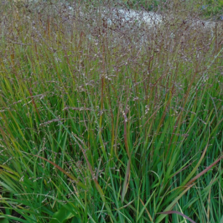 Просо лозове 'Squaw' (Panicum virgatum 'Squaw')