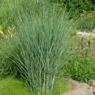 Просо  'Cloud Nine'  (Panicum virgatum 'Cloud Nine')