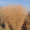 Просо  'Cloud Nine'  (Panicum virgatum 'Cloud Nine')