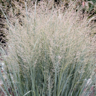 Просо  'Heavy Metal' (Panicum virgatum 'Heavy Metal')