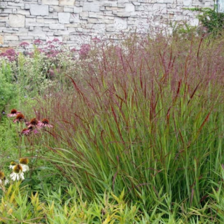 Просо прутевидне 'Shenandoah' (Panicum virgatum 'Shenandoah')