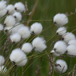 Пухівка вузколиста (Eriophorum species)