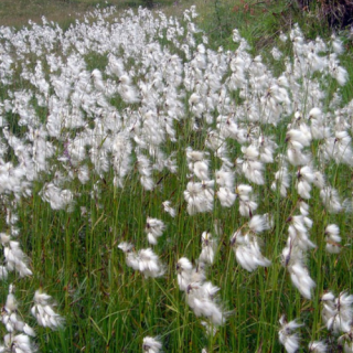 Пухівка вузьколиста (Eriophorum angustifolium)