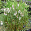 Пущица узколистая (Eriophorum angustifolium)