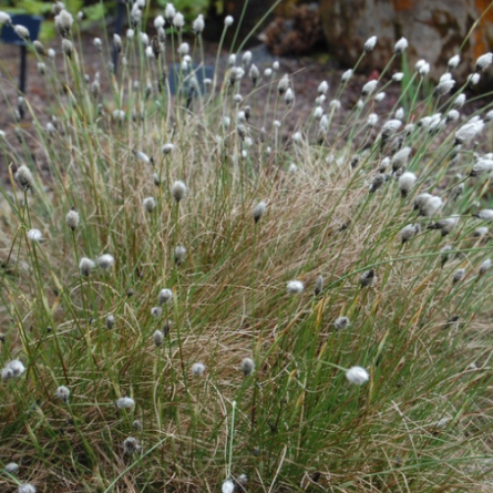 Пущица узколистая (Eriophorum angustifolium)