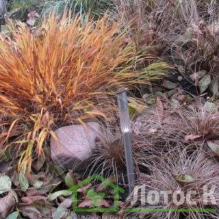 Хаконехлоа большая 'Nicolas' (Hakonechloa macra 'Nicolas')