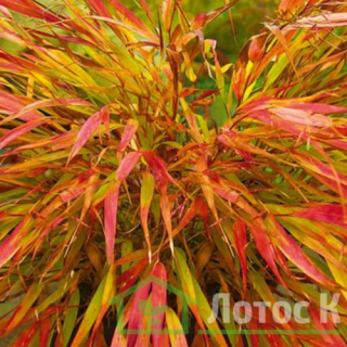Хаконехлоа большая 'Nicolas' (Hakonechloa macra 'Nicolas')