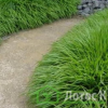 Хаконехлоа большая (Hakonechloa macra)
