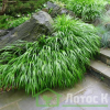 Хаконехлоа большая (Hakonechloa macra)
