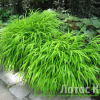 Хаконехлоа большая (Hakonechloa macra)