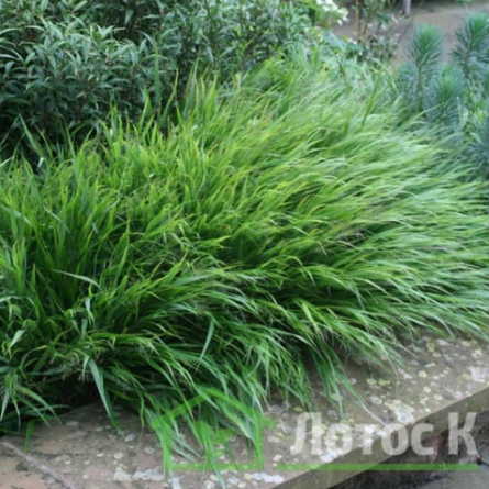 Хаконехлоа большая (Hakonechloa macra)