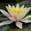 Німфея 'Sioux' (Nymphaea 'Sioux')