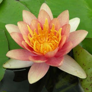 Німфея 'Sioux' (Nymphaea 'Sioux')
