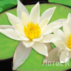 Німфея 'Pygmaea Alba' (Nymphaea 'Pygmaea Alba')