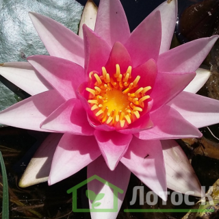 Нимфея 'Rosy Morn' (Nymphaea 'Rosy Morn')