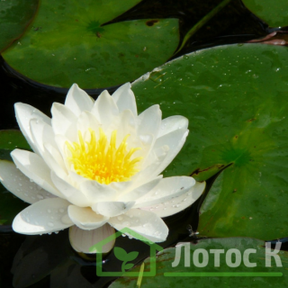 Німфея 'Virginalis' (Nymphaea 'Virginalis')