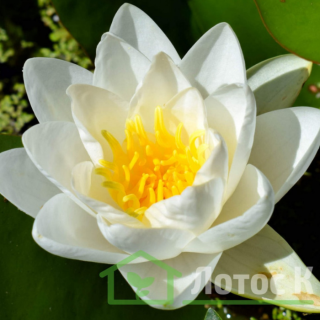 Німфея 'Virginalis' (Nymphaea 'Virginalis')