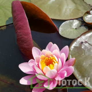 Німфея 'Nigel' (Nymphaea 'Nigel')