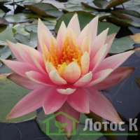 Німфея 'Barbara Dobbins' (Nymphaea 'Barbara Dobbins')