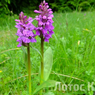  Пальчатокоренник майский (Dactylorhiza majalis)