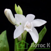 Блетилла cтриата 'Alba' (Bletilla striata 'Alba')