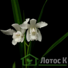 Блетилла cтриата 'Alba' (Bletilla striata 'Alba')