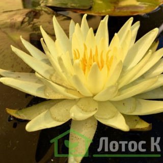 Німфея 'Yellow Queen' (Nymphaea 'Yellow Queen')