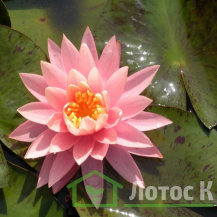 Німфея 'Sunny Pink' (Nymphaea 'Sunny Pink')