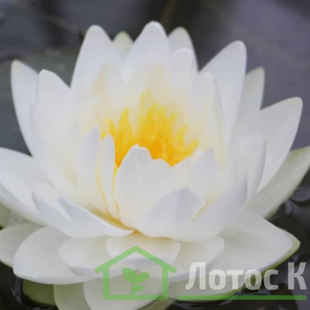 Німфея 'Gonnere' (Nymphaea 'Gonnere')