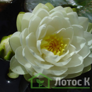 Нимфея 'Gonnere' (Nymphaea 'Gonnere')