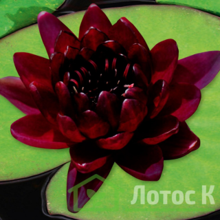 Нимфея 'Black Princes' (Nymphaea 'Black Princes')