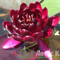 Німфея 'Black Princes' (Nymphaea 'Black Princes')