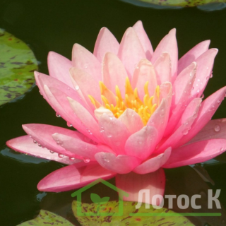 Нимфея 'Perry's Orange Sunset' (Nymphaea 'Perry's Orange Sunset')