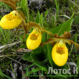 Ципріпедіум/Зозулині черевички дрібнолисті (Cypripedium pubescens)