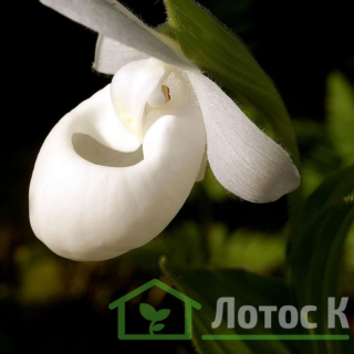 Ципріпедіум/Чобіток королеви білий (Cypripedium reginae alba)