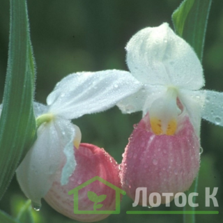 Ципріпедіум/Чобіток королеви (Cypripedium reginae)