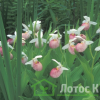 Ципріпедіум/Чобіток королеви (Cypripedium reginae)