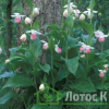 Ципріпедіум/Чобіток королеви (Cypripedium reginae)
