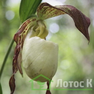 Ципріпедіум/Чобіток кентуккійский (Cypripedium kentuckiensе) 