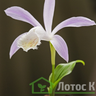 Плейоне формозская (Pleione formasana)