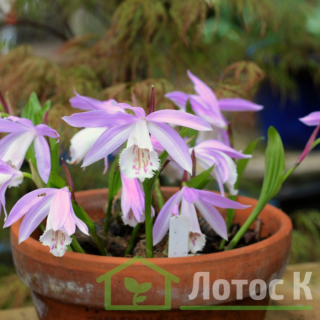 Плейоне формозская (Pleione formasana)