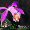 Плейоне 'Tongariro' (Pleione 'Tongariro')