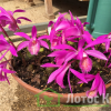 Плейоне 'Tongariro' (Pleione 'Tongariro')