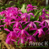 Плейоне 'Tongariro' (Pleione 'Tongariro')