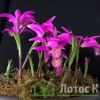 Плейоне 'Tongariro' (Pleione 'Tongariro')
